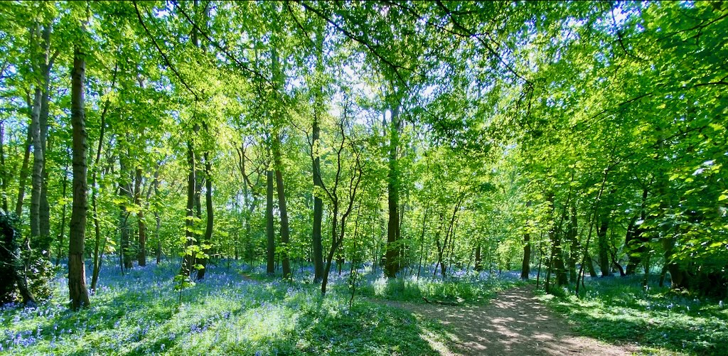 Bluebell woodland path in spring
